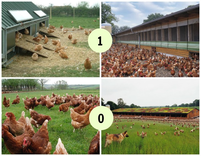 huevos sanos numero cascara gallinas bienestar animal