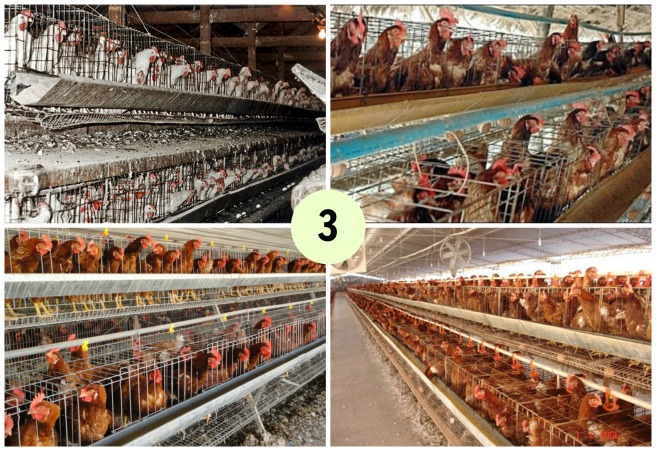 huevos sanos numero cascara gallinas bienestar animal